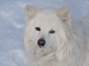 Hi I'm Ziggy I love Milk bones!