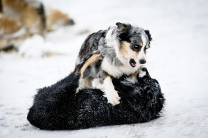 Jade (Blue Merle) & Thor (Black Tri) wrestling