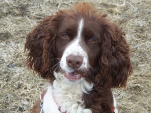 yeah yeah....I know I'm at boarding school....but can we do some fetching now?