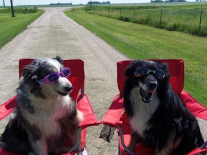 Hi GUYS ..come on over for a vacation at Wuff Da's...