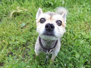 If I get closer to the camera maybe you can tell what kind of dog I am? lol