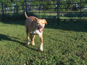 I'm Scotch and I'm one cool dude!......