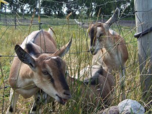 Meet 2 full sisters, Brynhild ( name of Valkyrie) and Idun in the background named after the Goddess of Youth.