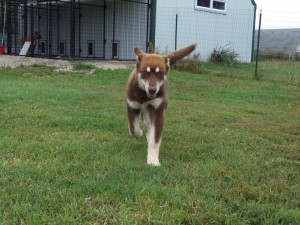 I like to run! 