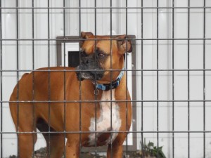 My name is Daisy!...I'm with Thor and I like my privacy!