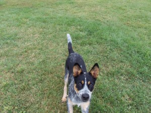 I'm Jango a Blue Healer puppy! My friend is Copper the Beagle.....