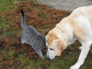 I like cats ...we share treats