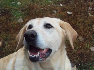 Hi Im Belle 8 years old..