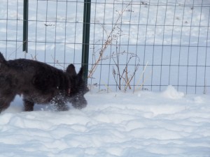 Gizzmo ..I'm busy......I'm not cold.......
