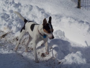 I'm Angel the Rat Terrier