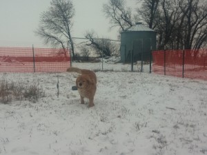 Sophie enjoying the yard