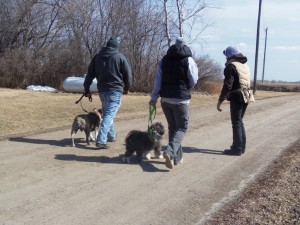 The Pack Leaders with Titan (Bulldog) and Didy