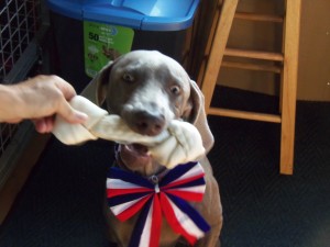 Happy Birthday Stella ! 1 year old! 