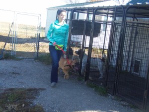 Regain the control of a reactive dog