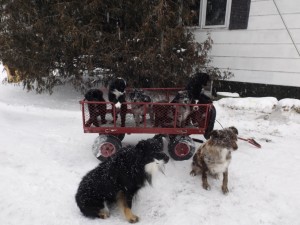 Pups & Mom and Pop