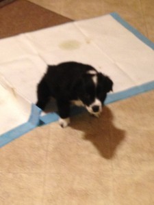 8 weeks old potty trained ( training pads). Later will go outside