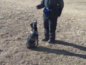 Magni Mogens Blue Merle male,